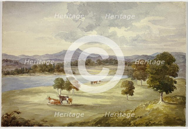 Cows in Landscape, n.d. Creator: Elizabeth Murray.