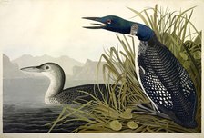 Great Northern Diver or Loon, Colymbus Glacialis, 1845.