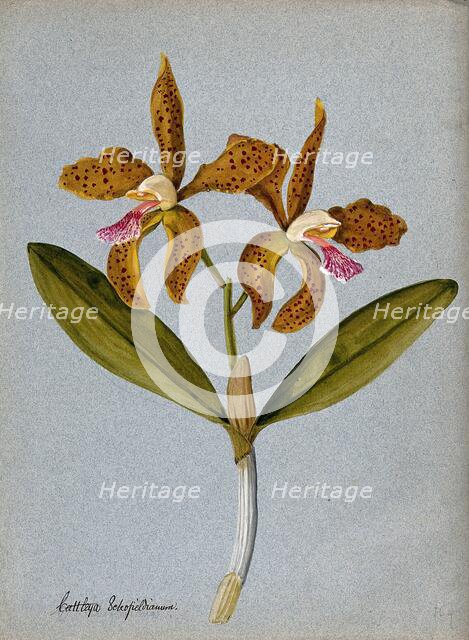 An orchid (Cattleya Schofieldianum): flowering stem. Creator: Unknown.