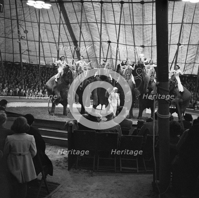 Performing elephants of Bertram Mills Circus, Norwich, Norfolk, 1948. Artist: Hallam Ashley.