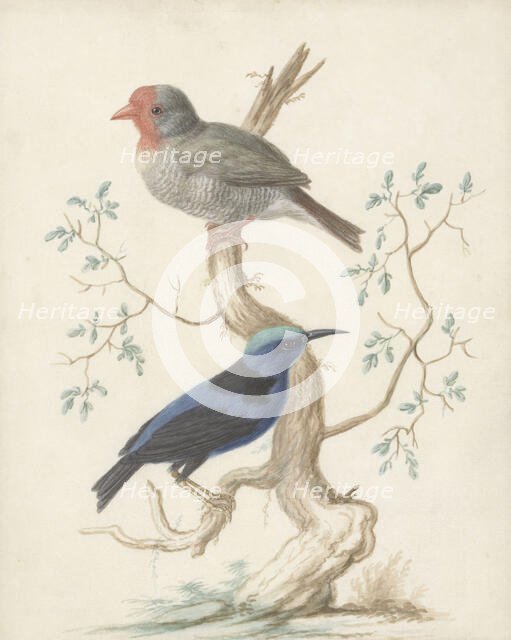 Bresiljan/breiljaan and hummingbird, 1658-1727. Creator: Johannes Bronkhorst.