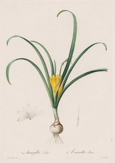 Les Liliacées: Amaryllis Lutes, 1802-1816. Creator: Henry Joseph Redouté (French, 1766-1853).