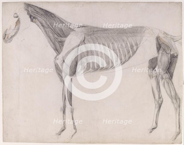 Working drawing for 'The Third Anatomical Table of the Muscles ... of the Horse', 1756. Creator: George Stubbs.