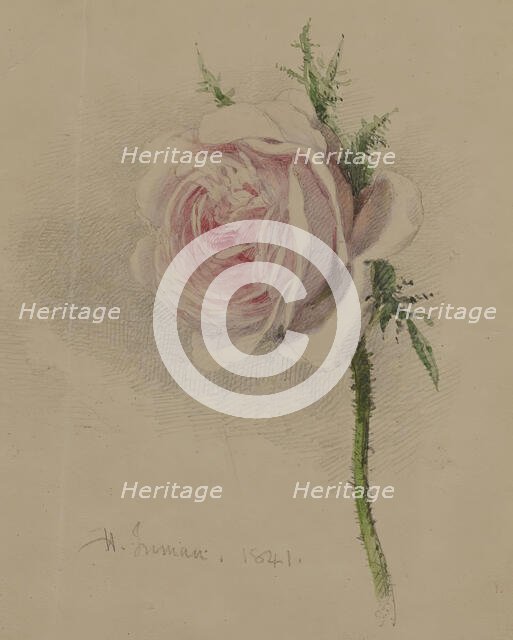 A Rose, 1841. Creator: Henry Inman.