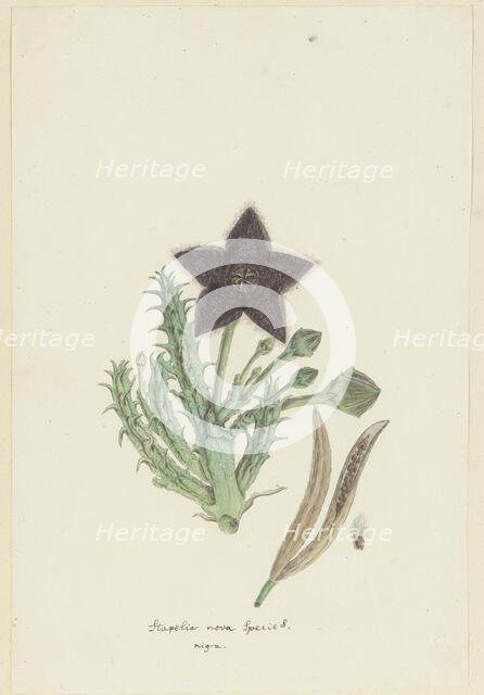 Tridentea gemmiflora (Masson) Haw. (Stapelia gemmiflora), 1777-1786. Creator: Robert Jacob Gordon.