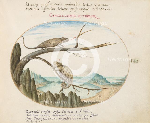 Animalia Qvadrvpedia et Reptilia (Terra): Plate LIII, c. 1575/1580. Creator: Joris Hoefnagel.