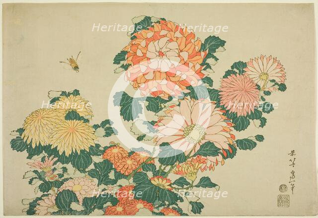 Chrysanthemums and Bee, from an untitled series of Large Flowers, Japan, c. 1831-33. Creator: Hokusai.
