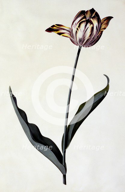 Tulip, c. 1745 (hand coloured engraving). Creator: "Georg Dionysius Ehret (1710 - 70); Ehret, Georg Dionysius (1710-1770)".