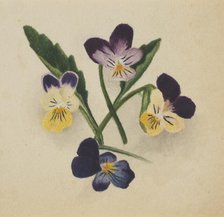 Untitled (Pansies), 1874. Creator: Mary Vaux Walcott.