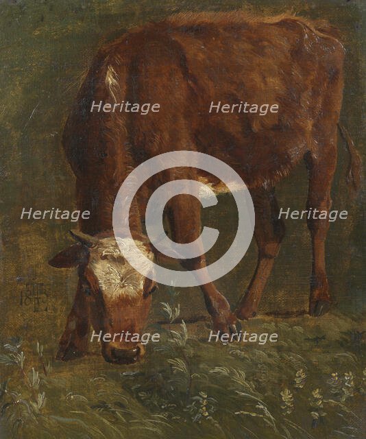 Grazing red heifer. Study, 1843. Creator: Johan Thomas Lundbye.