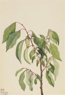 Persimmon (Diospyros virginiana), 1932. Creator: Mary Vaux Walcott.