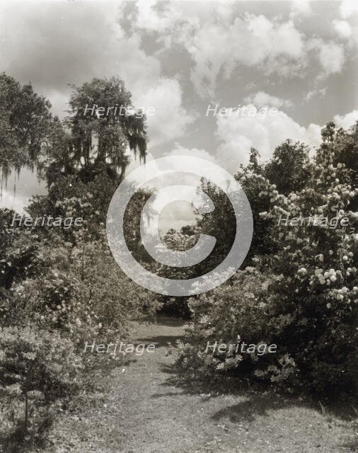 "Magnolia Plantation," 3550 Ashley Road, Charleston, South Carolina, 1928. Creator: Frances Benjamin Johnston.