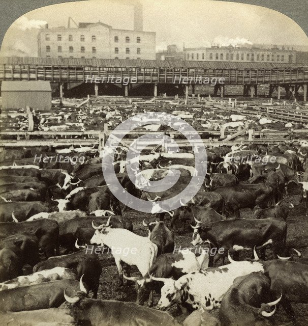Cattle, Great Union Stock Yards, Chicago, Illinois, USA.Artist: Underwood & Underwood