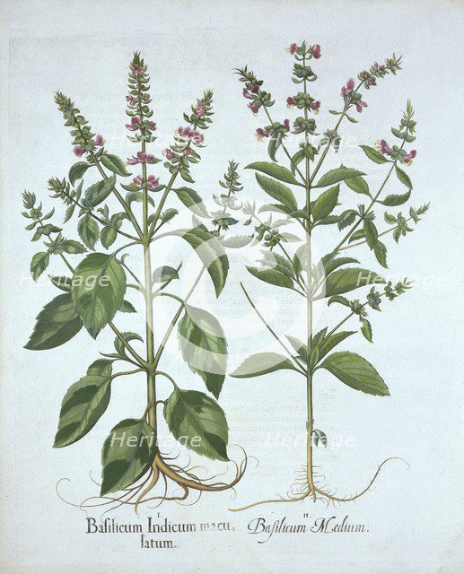 Basil, from 'Hortus Eystettensis', by Basil Besler (1561-1629), pub. 1613 (hand-coloured engraving)