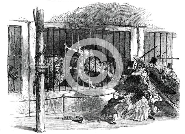 Death of the "Lion Queen", in Wombwell's Menagerie, at Chatham, 1850. Creator: Unknown.