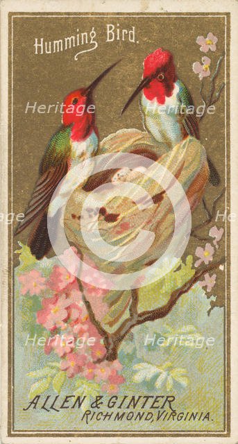 Hummingbird, from the Birds of America series (N4) for Allen & Ginter Cigarettes Brands, 1888. Creator: Allen & Ginter.