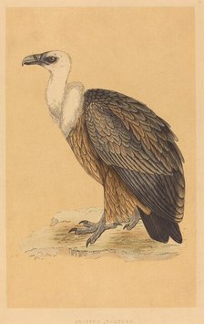 Griffon Vulture. Creator: Unknown.