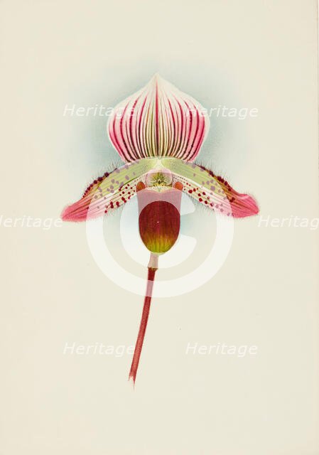 Orchid: Cypripedium Smithae, 1907. Creator: Frederick William Bolas.