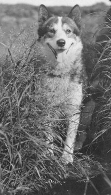 Oolik, an Alaskan huskie, between c1900 and c1930. Creator: Lomen Brothers.
