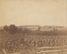 [Cornfield in Back of the Barn], 1883., 1883. Creator: Thomas Eakins.