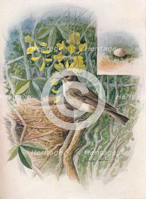 'Spotted Fly-Catcher - Muscic'apa gris'ola', c1910, (1910). Artist: George James Rankin.