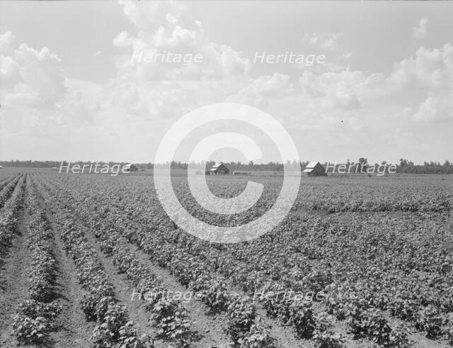 Delta plantation landscape south of Wilson, Arkansas, 1938. Creator: Dorothea Lange.