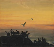 Cormorants by sunset, .