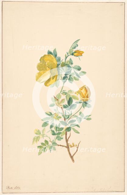Branch of a yellow rose (rosa lutea), c.1775-c.1825. Creator: Willem van Leen.