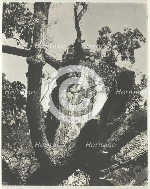 The Old Maple - Lake George, 1926. Creator: Alfred Stieglitz.