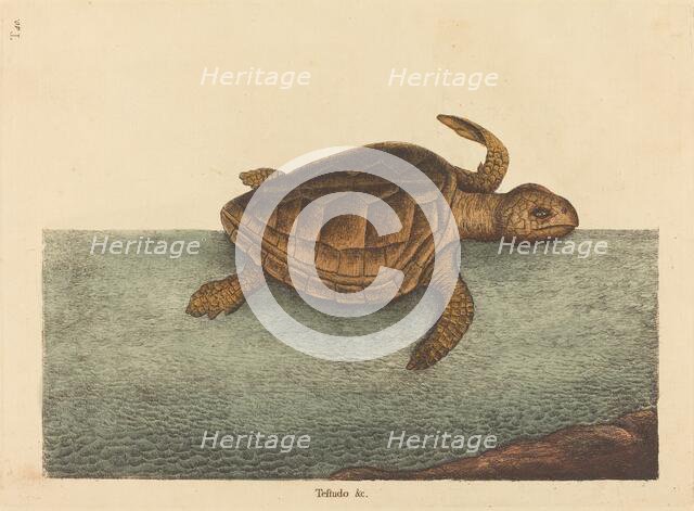 The Logger-head Turtle (Testudo Cavanna), published 1731-1743. Creator: Mark Catesby.
