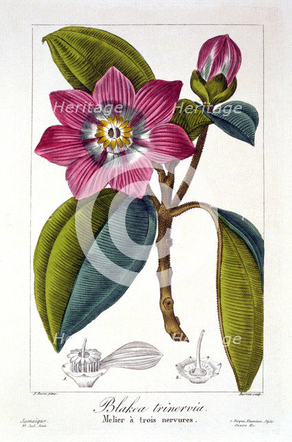 Melier, pub. 1836. Creator: Panacre Bessa (1772-1846).