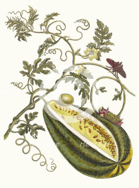 Melon d'Eau. From the Book Metamorphosis insectorum Surinamensium, 1705. Creator: Merian, Maria Sibylla (1647-1717).