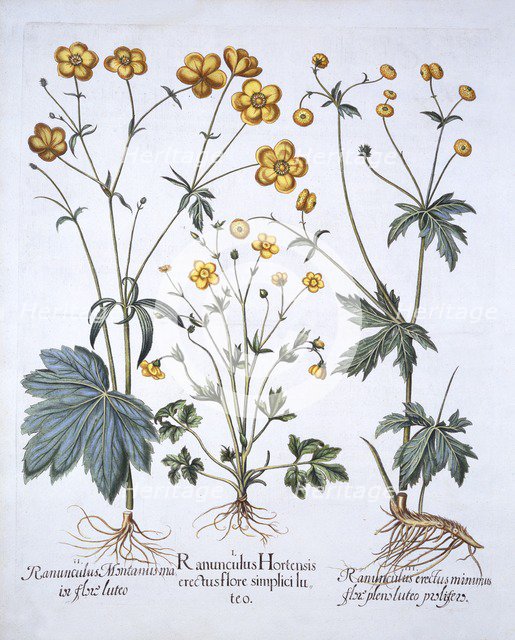 Three Varieties of Buttercup, from 'Hortus Eystettensis', by Basil Besler (1561-1629), pub. 1613 (ha