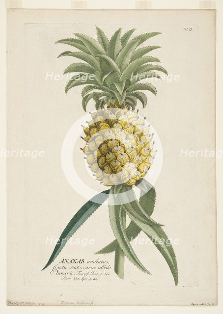 Ananas sativus, (Pineapple), c1740-1770. Creator: Georg Dionysius Ehret.