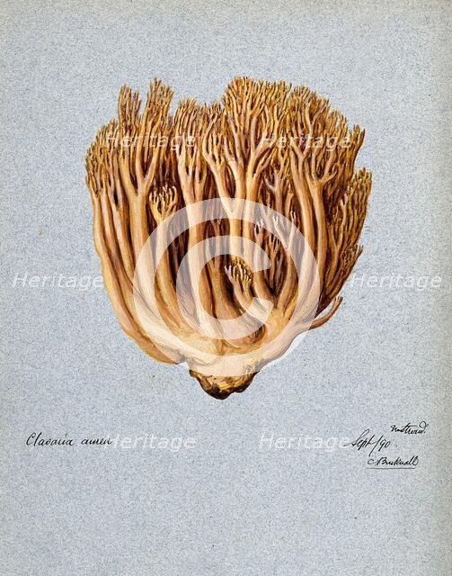 A fungus (Ramaria aurea): fruiting body, 1890. Creator: C Bucknall.