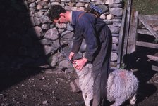 Sheep Farmer giving worm treatment to Ewe, English Lake District, c1960. Artist: CM Dixon.