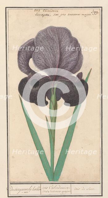 Mourning iris (Iris susiana), 1596-1610. Creators: Anselmus de Boodt, Elias Verhulst.