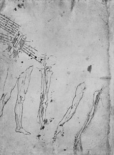 'Studies of Legs, of the Bones and Tendons of a Leg, of an Arm, and of the Bones and Tendons of an A Artist: Leonardo da Vinci.