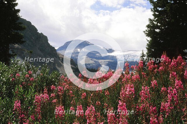 Natures Home. Creator: Robert Manno.