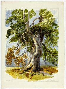 Gnarled Tree, 1826-1873. Creator: Unknown.