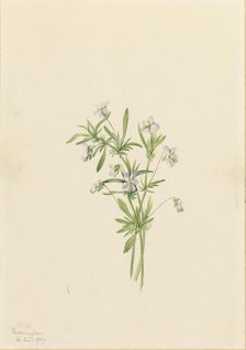 Field Violet (Viola rafinesquii), 1919. Creator: Mary Vaux Walcott.