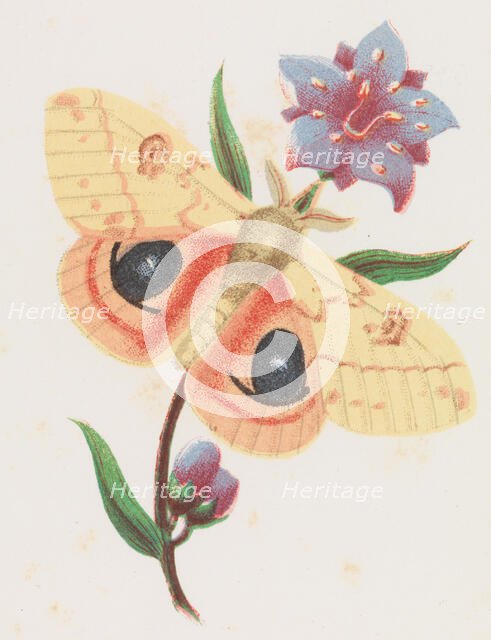 Sulfur Peacock Moth, 1862. Creator: Louis Prang.