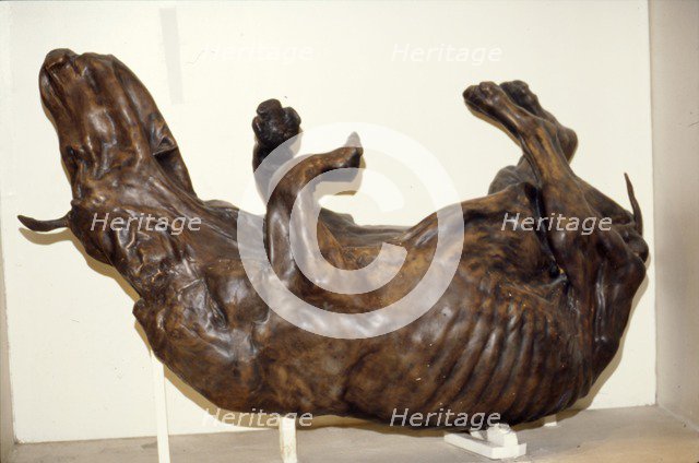 Peat preserved ox, Geological Museum, London, c2nd century Artist: Unknown.
