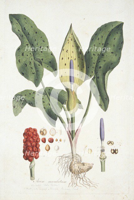 Arum Maculatum (Wild Arum), c1800-1810. Creator: Unknown.