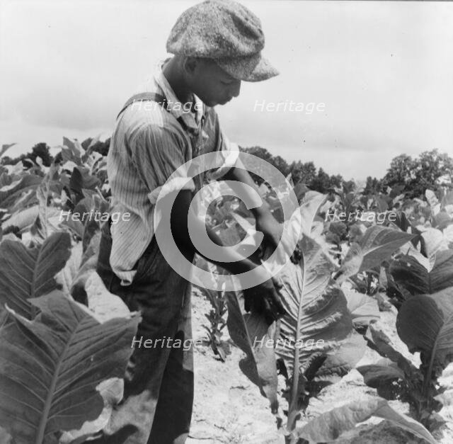 Son of Negro sharecropper "worming" tobacco, Wake County, North Carolina, 1939. Creator: Dorothea Lange.