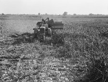 All-crop harvesting, Tulare County, California, 1938. Creator: Dorothea Lange.