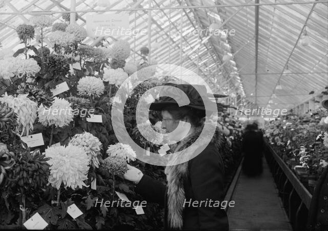 Department of Agriculture Chrysanthemum Show, 1917. Creator: Harris & Ewing.