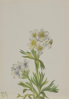 Anemone (Anemone zephyra), 1937. Creator: Mary Vaux Walcott.