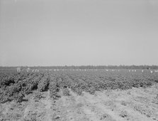 Cotton hoers on the Aldridge Plantation near Leland, Mississippi, 1937. Creator: Dorothea Lange.