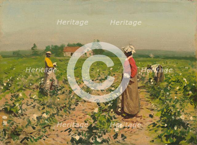 Picking Cotton, c. 1890. Creator: William Gilbert Gaul.